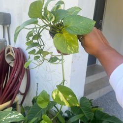 Pothos Hawaii or golden house hanging plant available