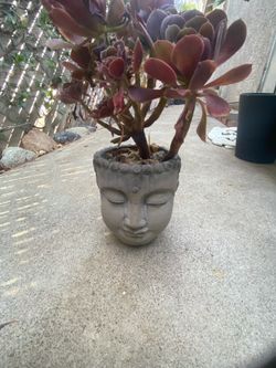 Beautiful stone pot plants