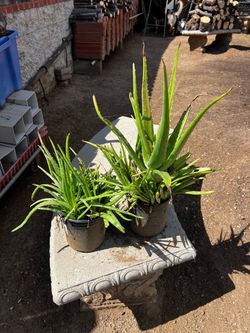 ALOE VERA PLANTS