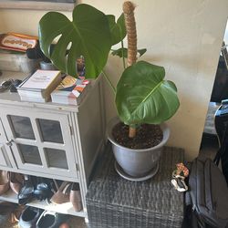 Plant In Ceramic Pot 