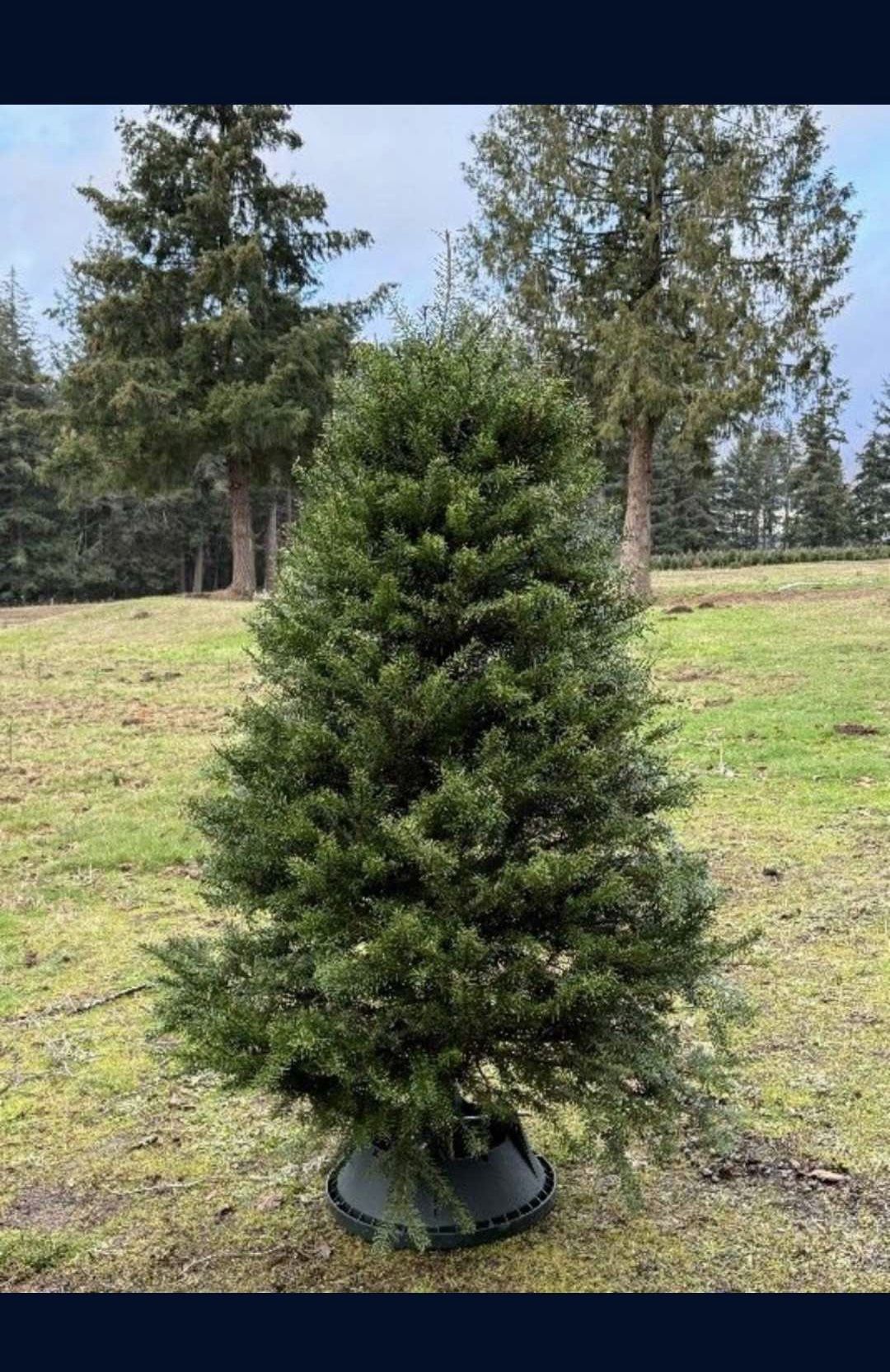 Christmas Trees ππβοΈ