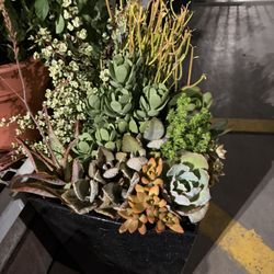 Large Mixed Succulent Arrangement in Modern Black Planter
