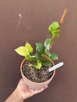 6” hoya obscura variegated very rare