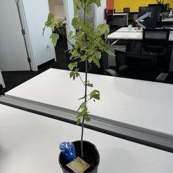 Maple Sapling 
