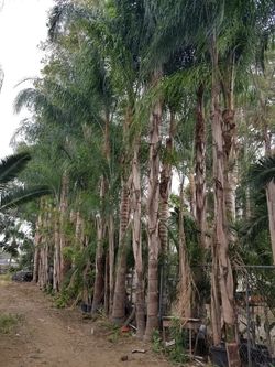 Queen palms