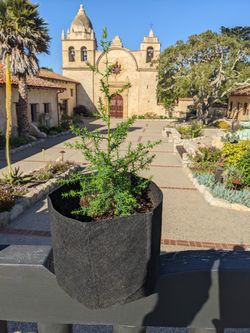 Carmel Mission Cypress tree saplings

.