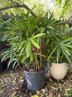Specialty***huge ~5 to 5.5ft ft (17” pot), Rhapis Excelsa, Lady Palm, Queen Palm, indoor/outdoor