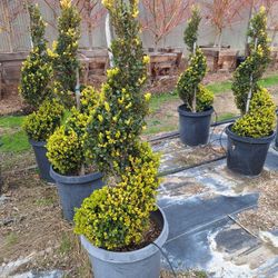 Topiary