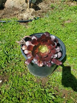 Large Succulent /DARK STAR 