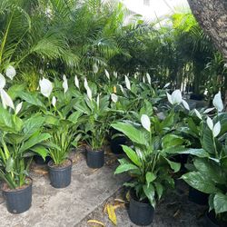 Peace Lily SPECIAL PRICE !🤩