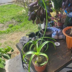 Pregnant Onion Plant