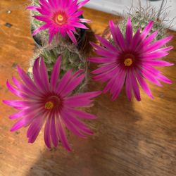 Mammillary Cactus Plants 🪴