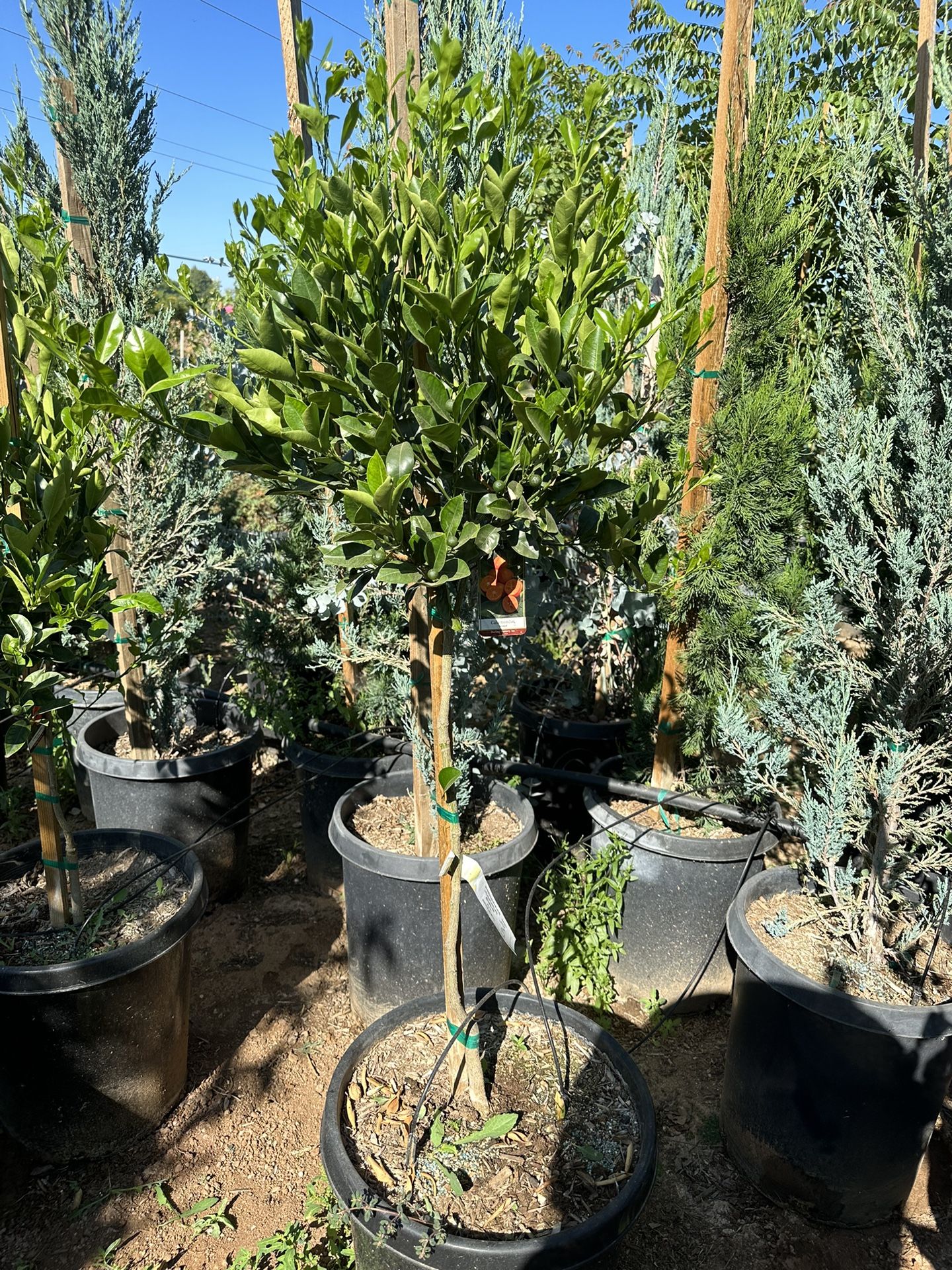 Calamondin, calamansi, Filipino lime tree 15gal for Sale in Riverside, CA OfferUp