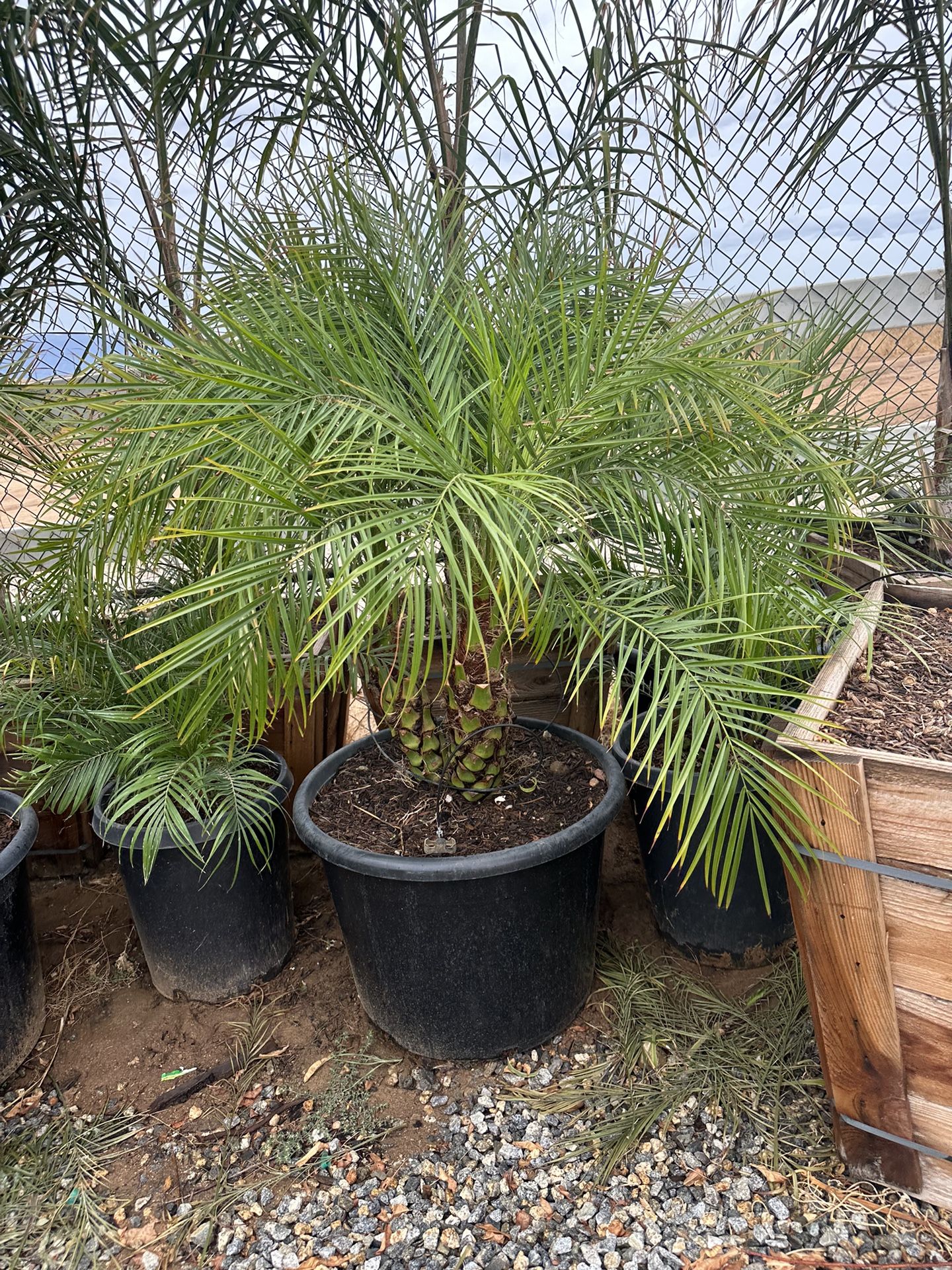 Phoenix roebelenii Pygmy Date Palm tree  20gal