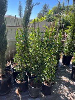 Ficus Nitida