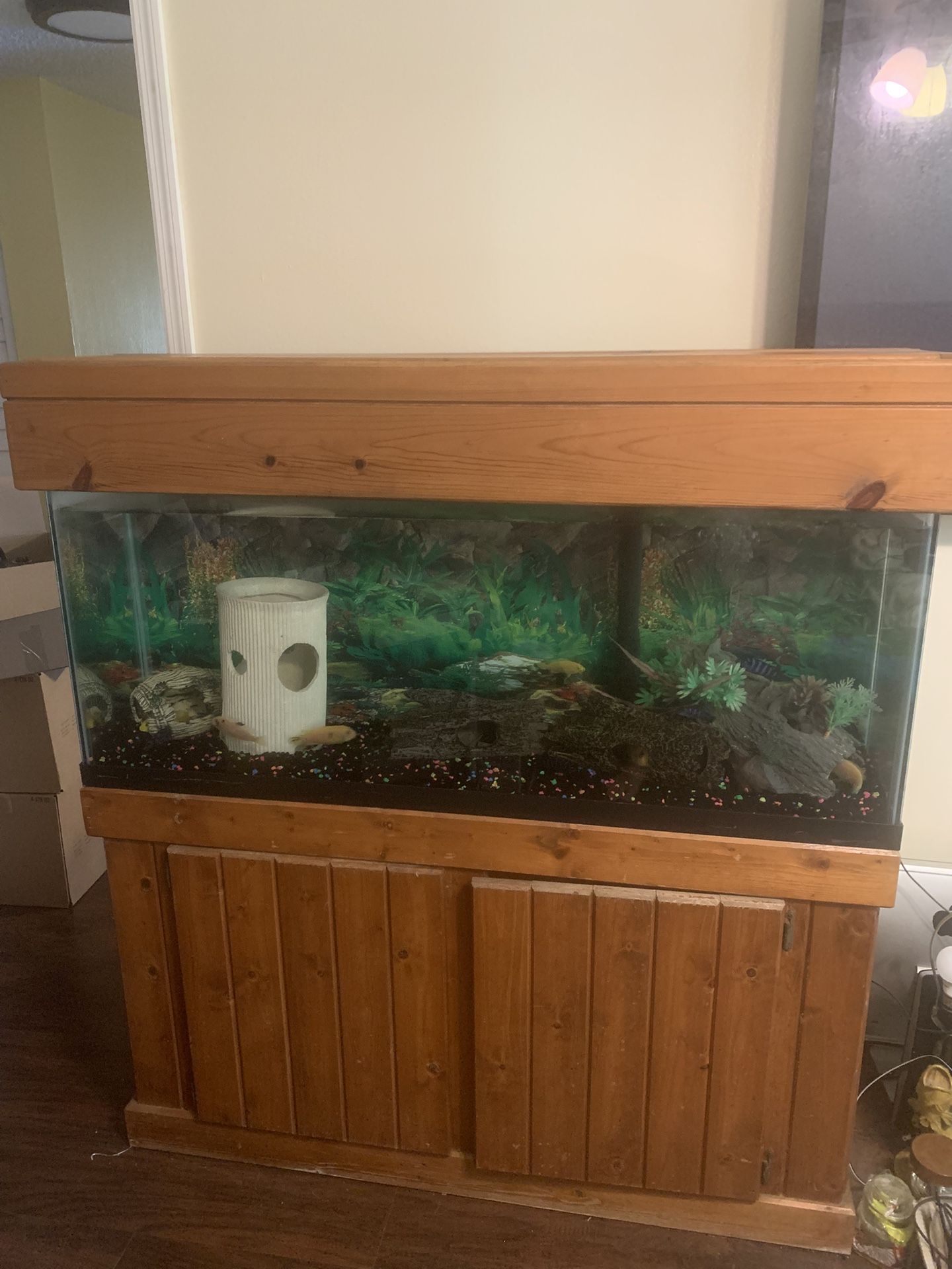 Fish Tank 55g Set Up