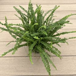 Lemon button fern live plant comes in a 6” nursery pot. check profile for more 🪴 