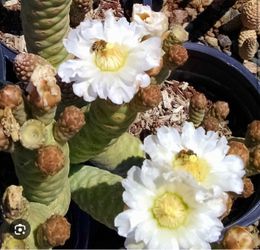 6” pine cone cactus
