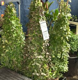 Winter Creeper Have Available Retail At 79.99 Each