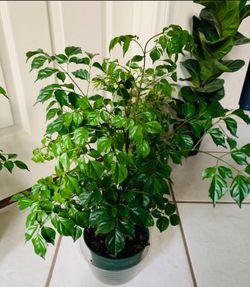 ♥️Gorgeous China Doll Plant 👉PLS READ DESCRIPTION♥️