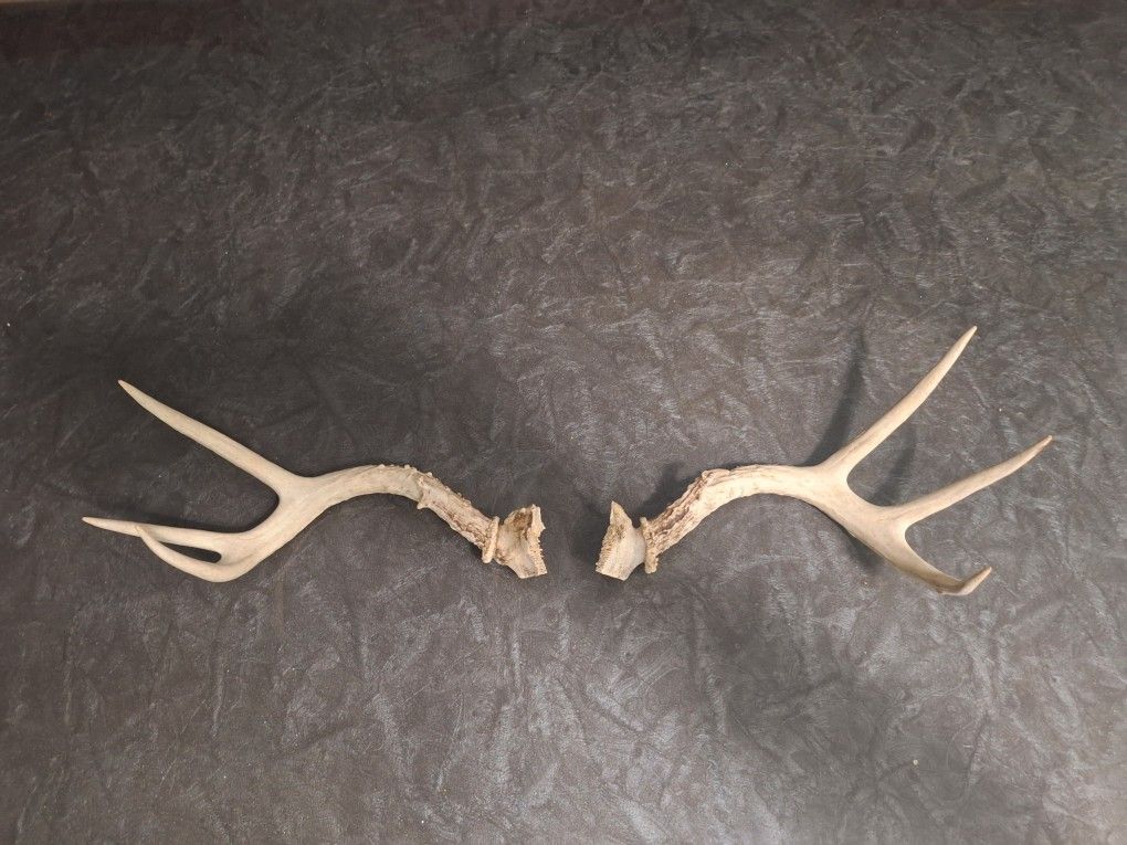 Matching Set Of 6 Point Antlers