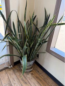 About 5ft tall snake plant