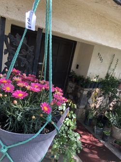 Flowers veggies
