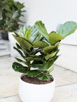 fiddle fig plant 
