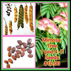 MIMOSA TREE SEEDS/PODS, SEEDLING PLANTS
