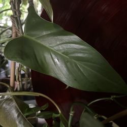 Philodendron  Mexicanum  House Plants