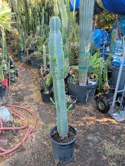 Peruvian Apple cactus plant