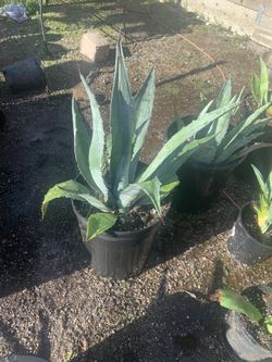 Century plant