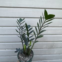 6” Raven Zz Plant