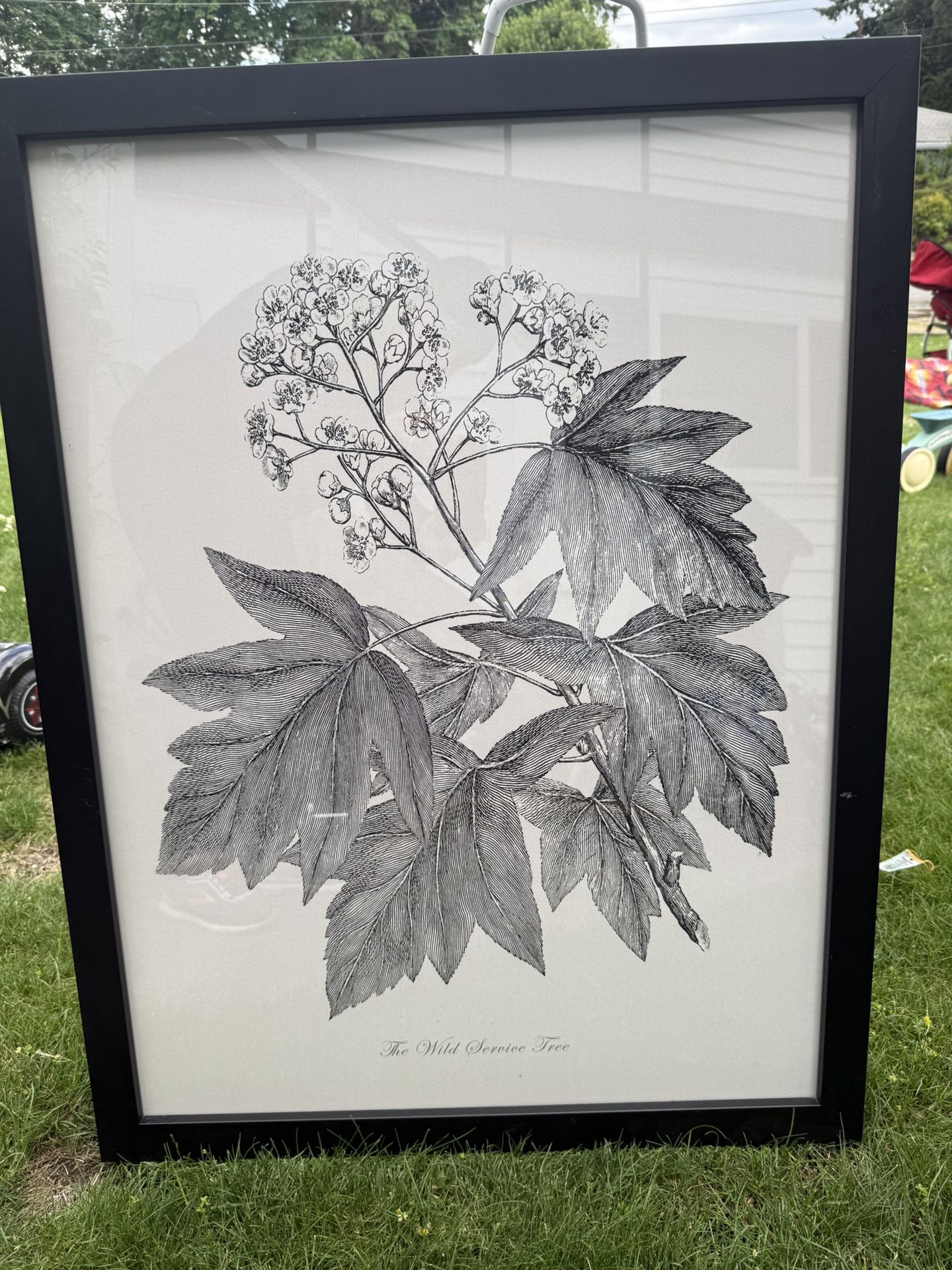 Framed Print