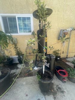 Apple tree