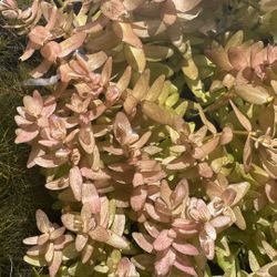 Rare Bacopa yellow flame aquarium plant