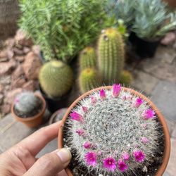 Flowering Cactus In 5 Inch Terracotta Pot