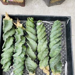 Spiral Cactus Each Plant $50