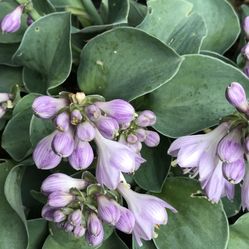 Dwarf Slag Resistant Blue Mouse Ears Hosta. Perennial Plants.