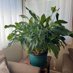 Piece Lily Plant, planta  de Lirio