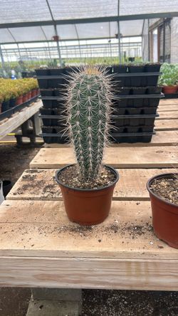Rare Cardon Cactus 6”