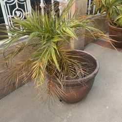 Small Palm Tree 