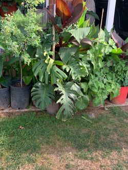 Part four of the many plants available for purchase