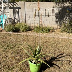 Aloe Vera Specimen In Planter