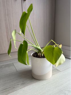Heartleaf Philodendron in Ceramic Pot