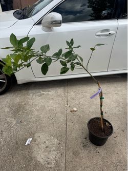 Bearss lime tree