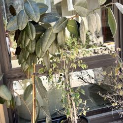 Large house plant in Terra cotta planter