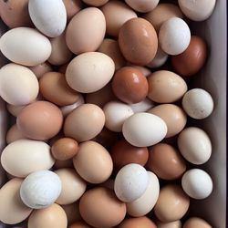 Farm 🥚