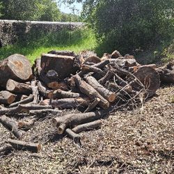 Oak Tree Ready To Haul Off Make Offer