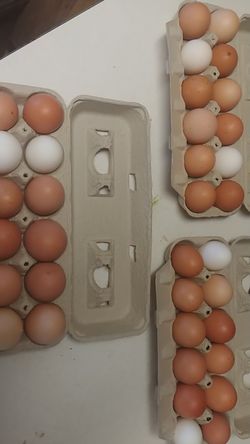 Large Brown Eggs